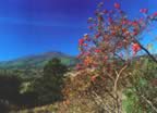 Vista della Montagna da Contignano (41kb)